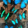 Oval dome with blue butterflies (Papilio Ulysses, Lorquinianius and Peranthus)