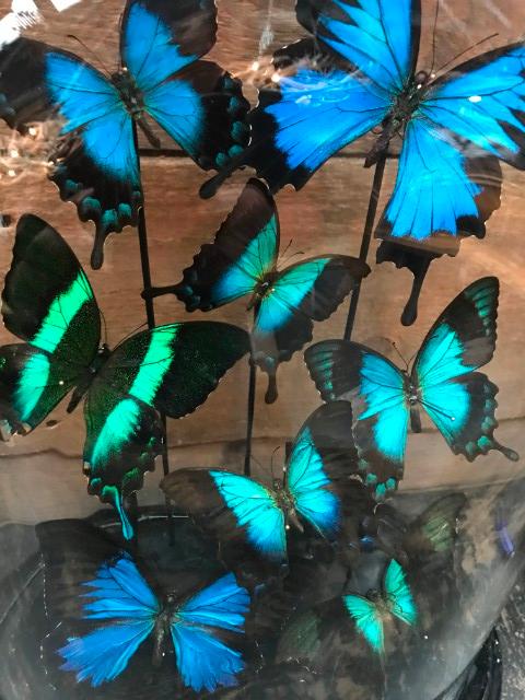 Ovale stolp met blauwe vlinders (Papilio Ulysses, Lorquinianius en Peranthus)