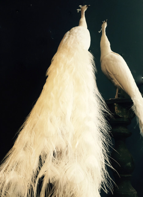 Pair of gracefully stuffed white peacock