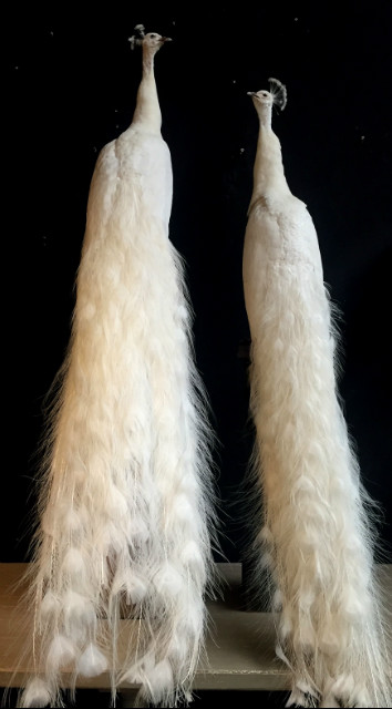 Pair of gracefully stuffed white peacock