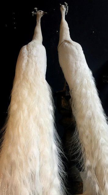 Pair of gracefully stuffed white peacock