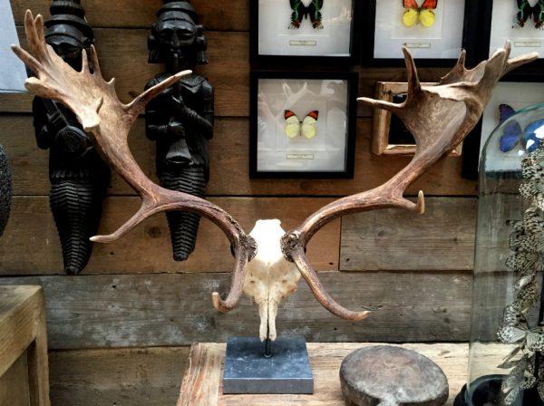 Particularly large and heavy antlers of a fallow deer