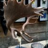 Very special abnorm antlers of a fallow deer