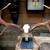 Particularly large and heavy antlers of a fallow deer