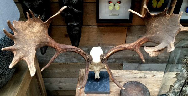 Particularly large and heavy antlers of a fallow deer