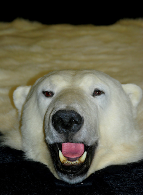 Polarbear skin