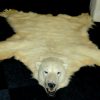 Polarbear skin