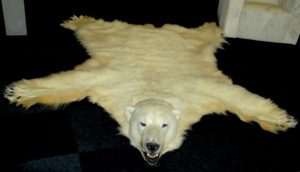 Neue Taxidermy Eisbär Haut. Haut eines Eisbären