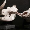 Polished skulls of warthogs