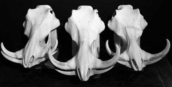 Polished skulls of warthogs