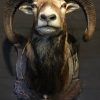 Pretty stuffed head of a large mouflon ram