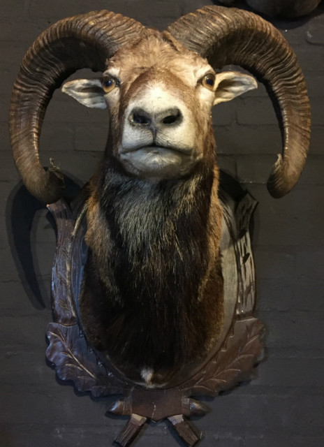 Pretty stuffed head of a large mouflon ram