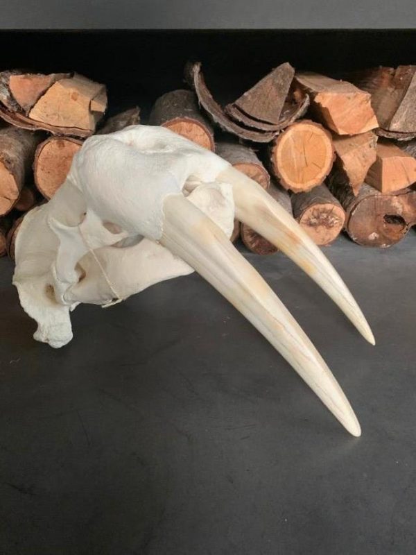 Nice Walrus skull