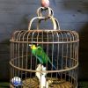 Psarisomus (bite bird) in wooden cage