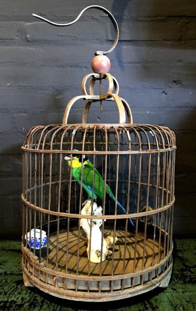 Psarisomus (bite bird) in wooden cage