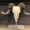 Ram skull on pedestal