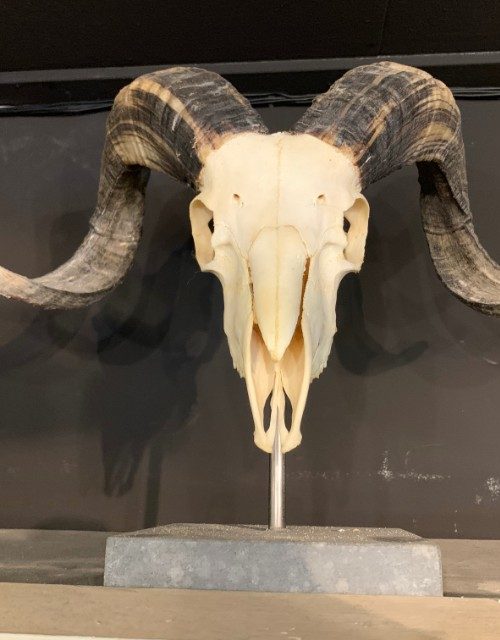 Ram skull on pedestal