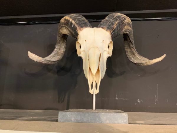 Ram skull on pedestal