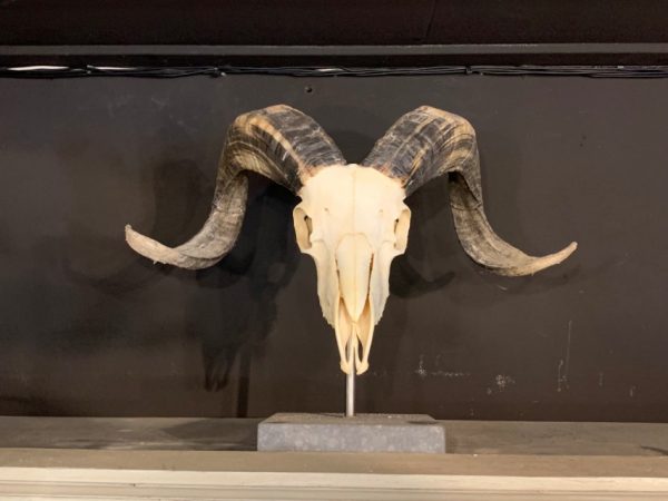 Ram skull on pedestal