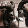 rams two recently established mouflon.