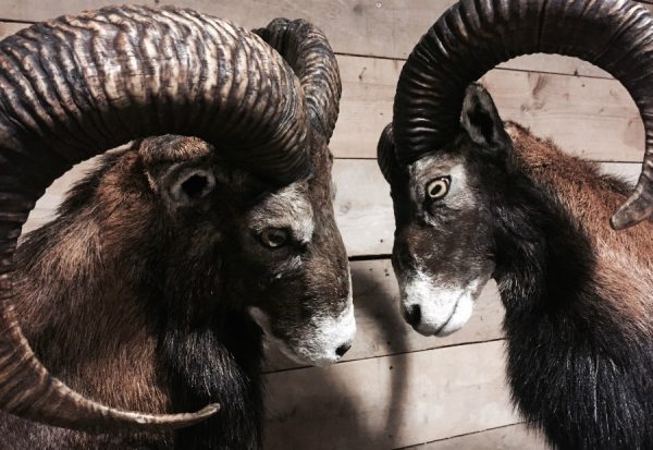 rams two recently established mouflon.