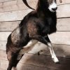 rams two recently established mouflon.