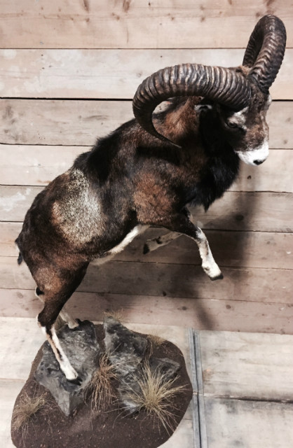 rams two recently established mouflon.