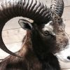 rams two recently established mouflon.