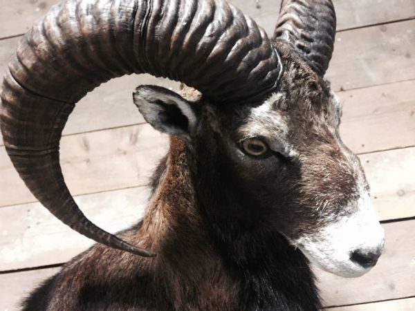 rams two recently established mouflon.