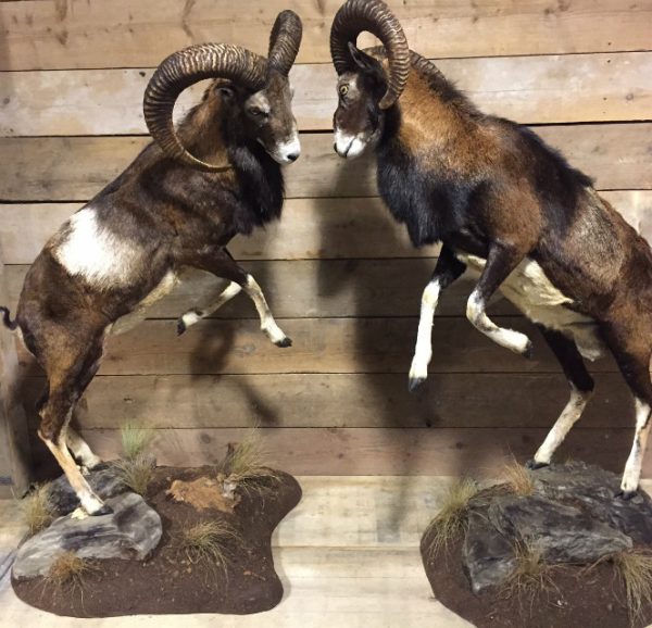 rams two recently established mouflon.