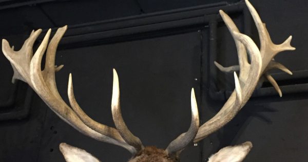 Rare big stuffed red stag head