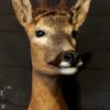 Stuffed head of a red stag