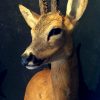 Vintage mounted head of a bushbuck