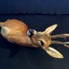 Rare Capital Roe Buck