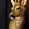 Rare Capital Roe Buck