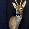 Rare Capital Roe Buck