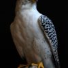 Rare expertly stuffed gyrfalcon