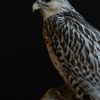 Rare expertly stuffed gyrfalcon