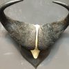 Oude zware schedel van een Kaapse buffel van Rowland Ward