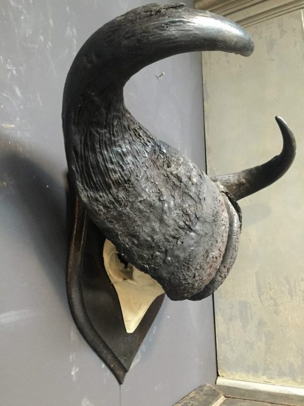 Rare heavy skull of a cape buffalo from Rowland Ward