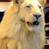 Rare recently stuffed white mane lion