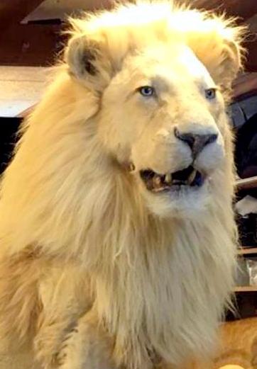 Ein riesiger männlicher weißer Löwe