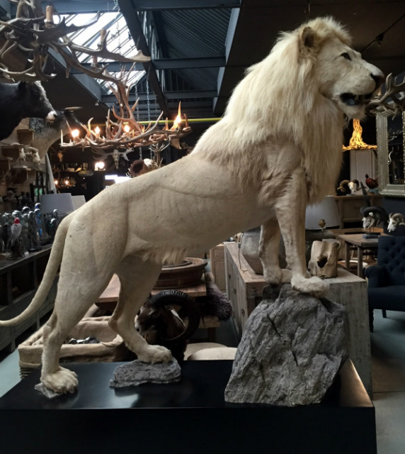 Ein riesiger männlicher weißer Löwe