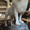 Rare recently stuffed white mane lion