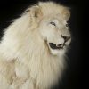 Zeer exclusieve opgezette witte leeuw, opgezette leeuw