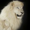 Rare recently stuffed white mane lion