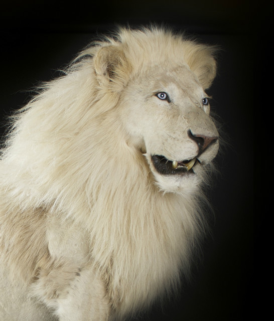 Mier jogger kas Zeer exclusieve opgezette witte leeuw, opgezette leeuw - BEAST Interiors