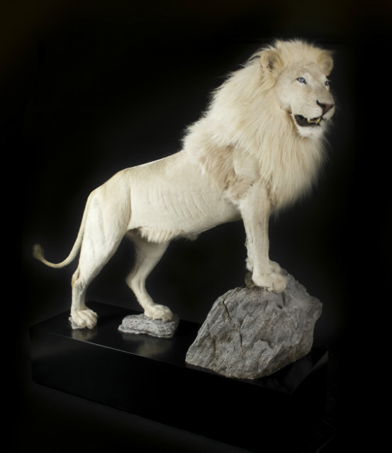 Rare recently stuffed white mane lion BEAST Interiors