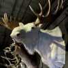 Imposing taxidermy head of a Scottish highland bull