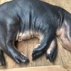 Replica van een nijlpaard kalf